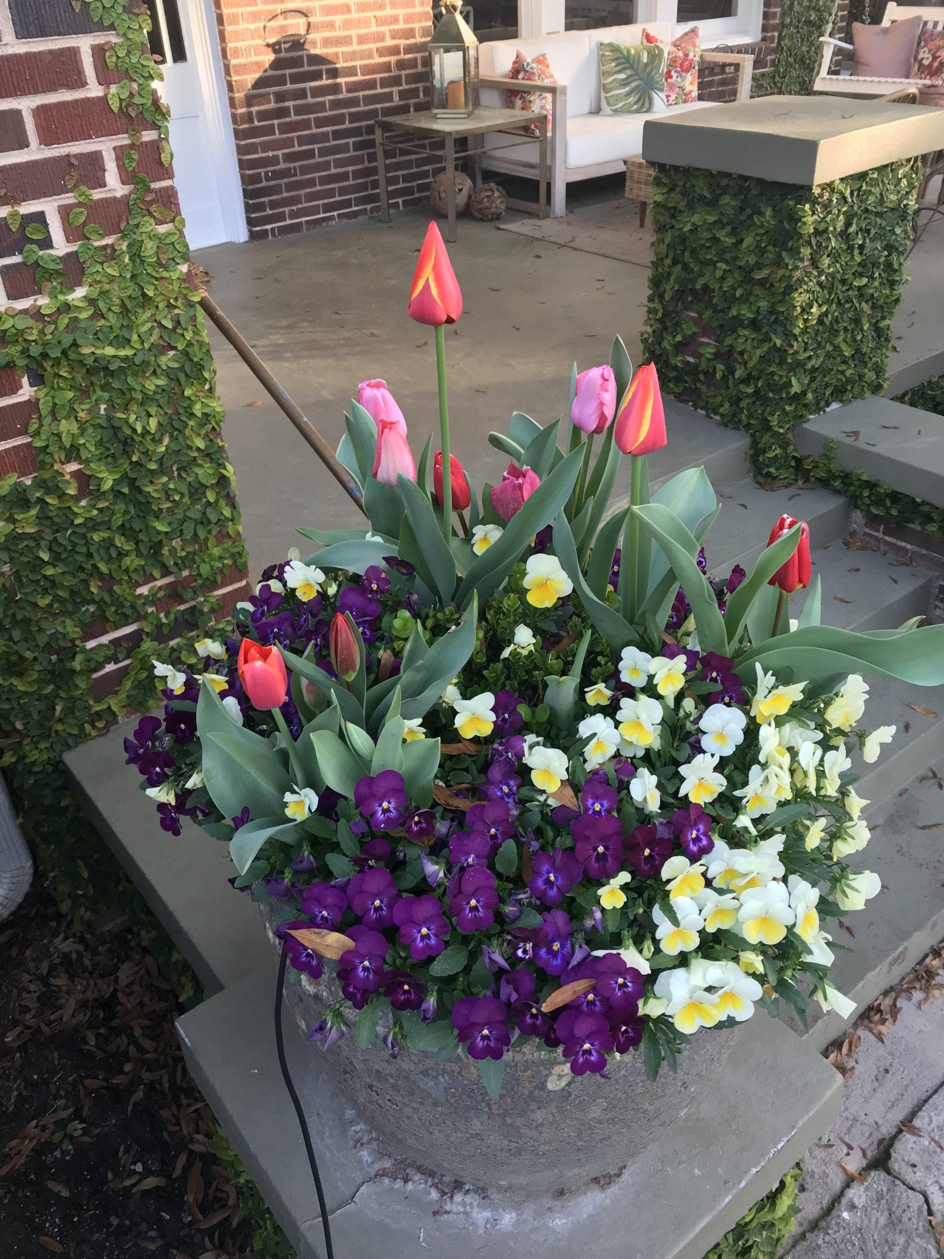 Tulips under Pansies, try it! Path To Warren