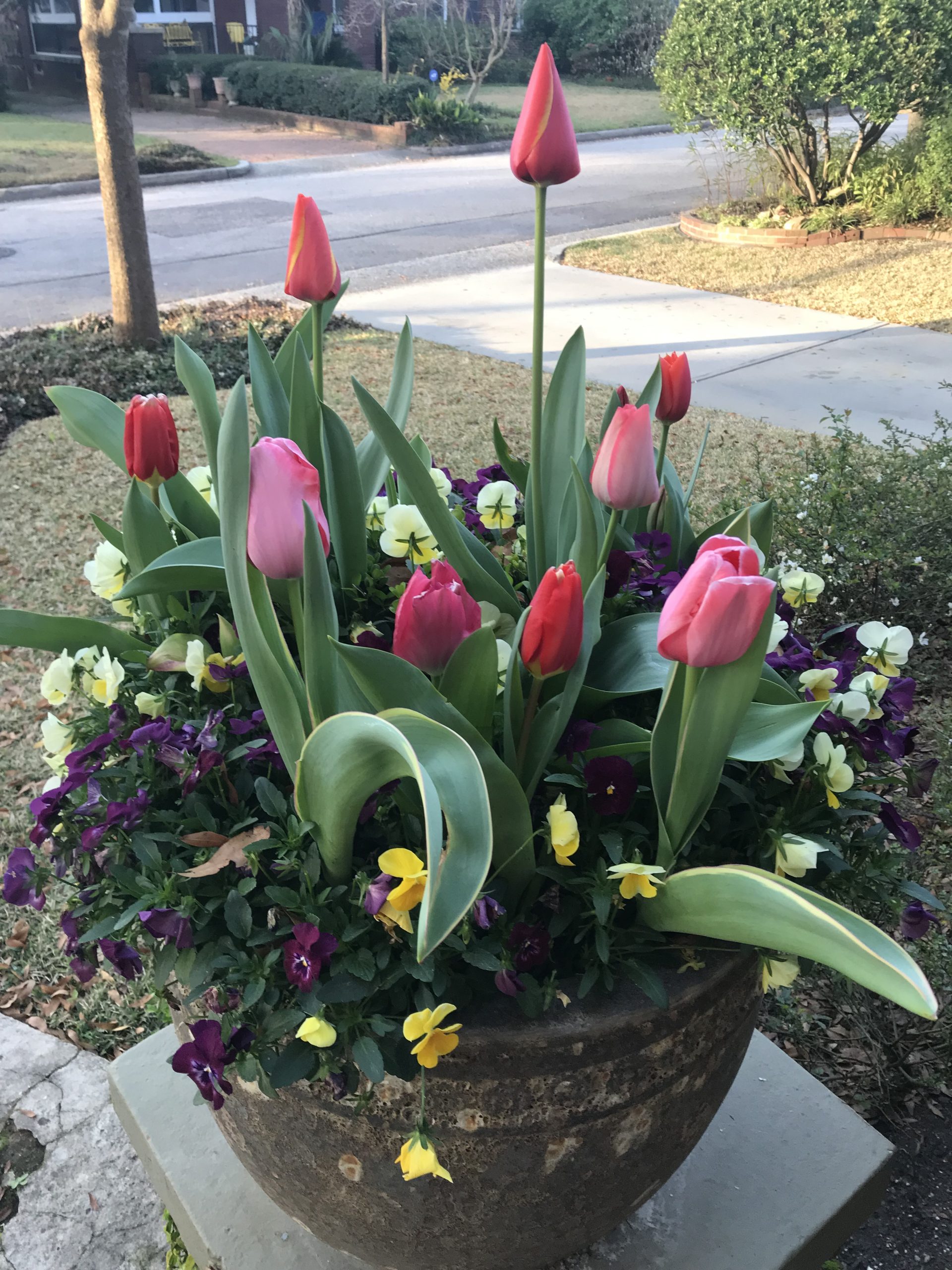 Tulips under Pansies, try it! Path To Warren