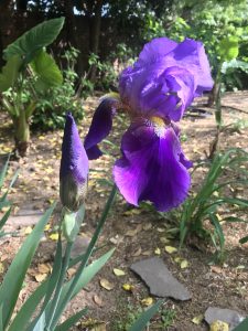 Grandmama Warren’s Bearded Iris