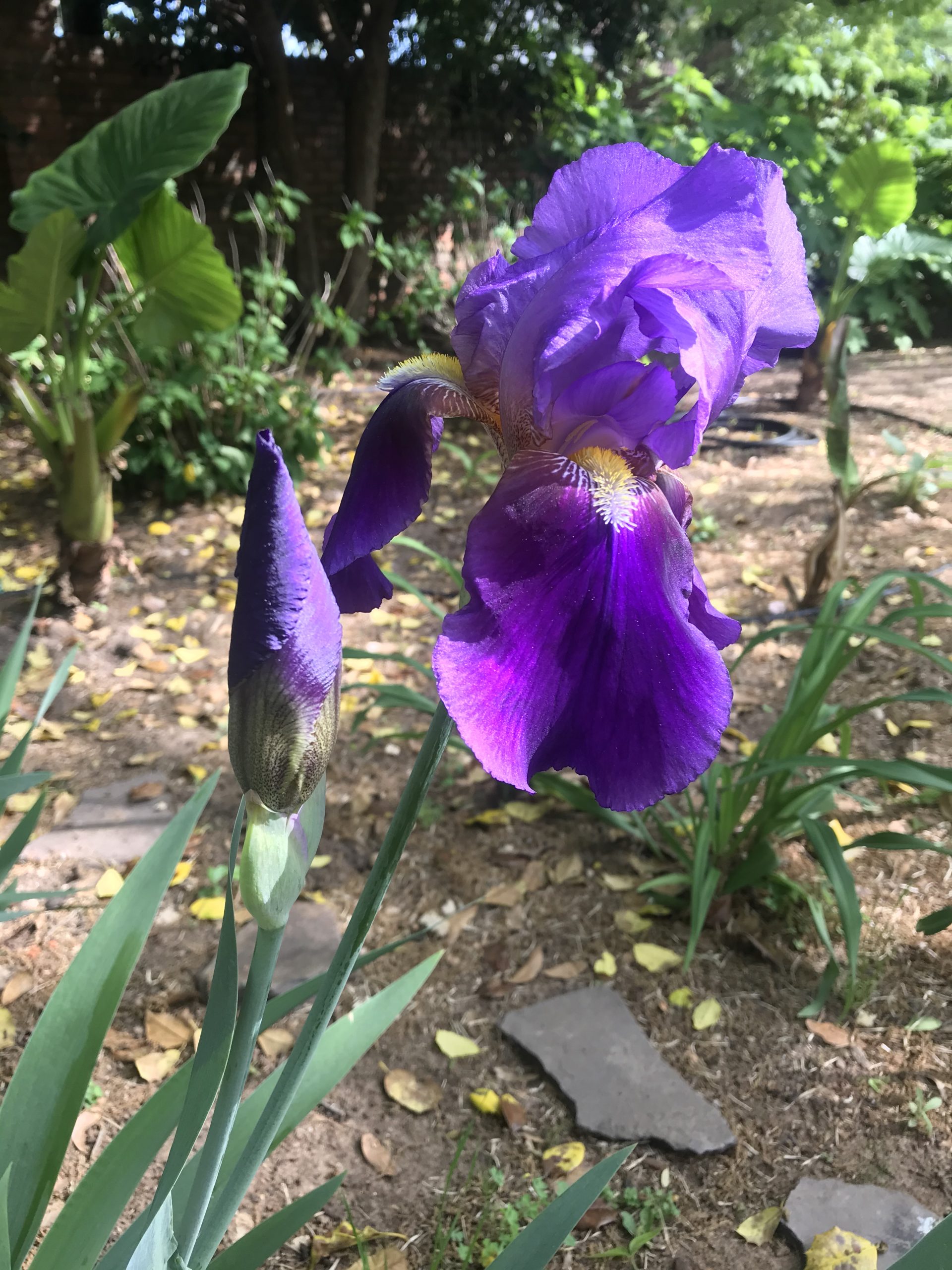 Grandmama Warren’s Bearded Iris