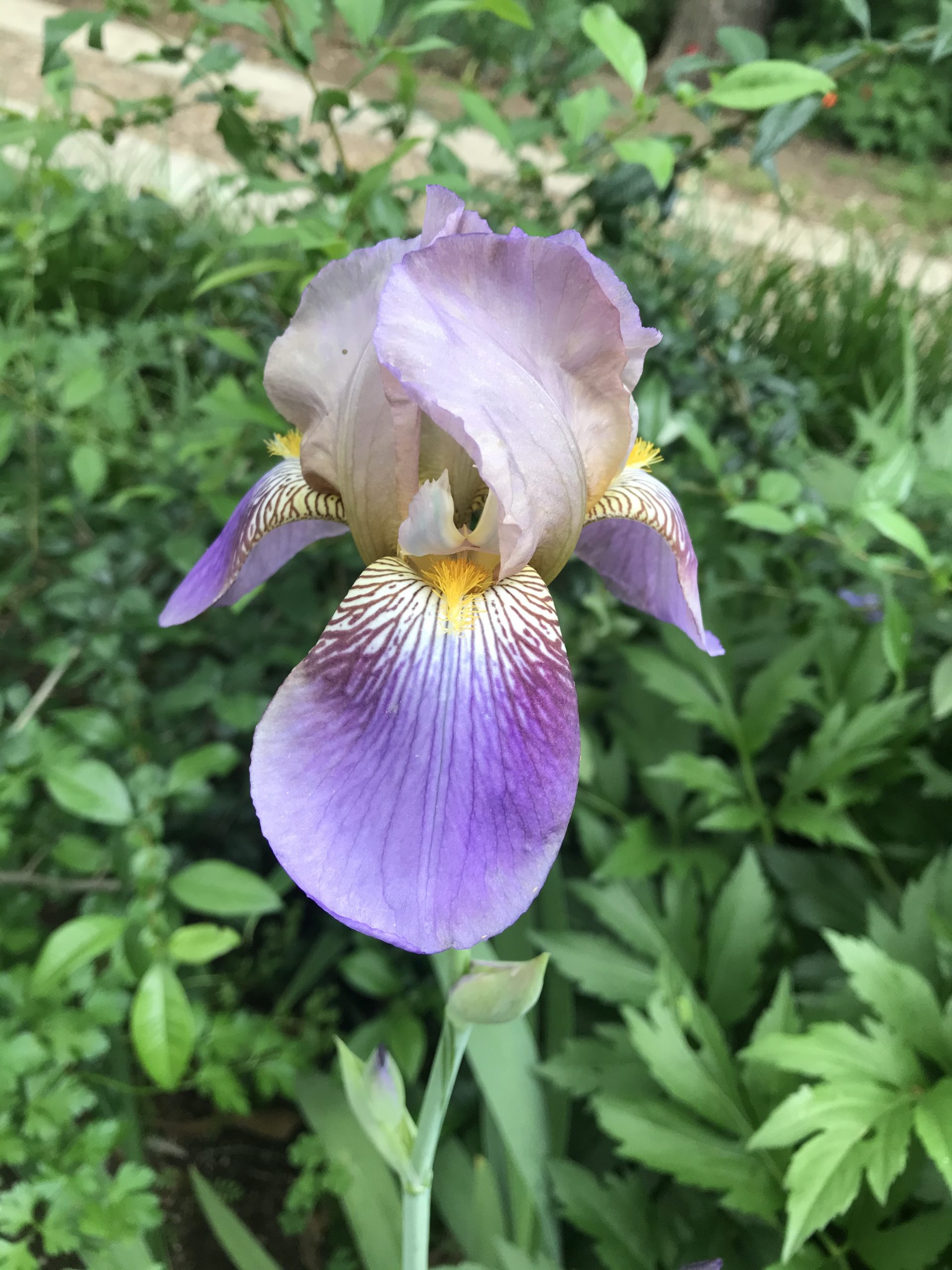 Who doesn’t love the Iris?