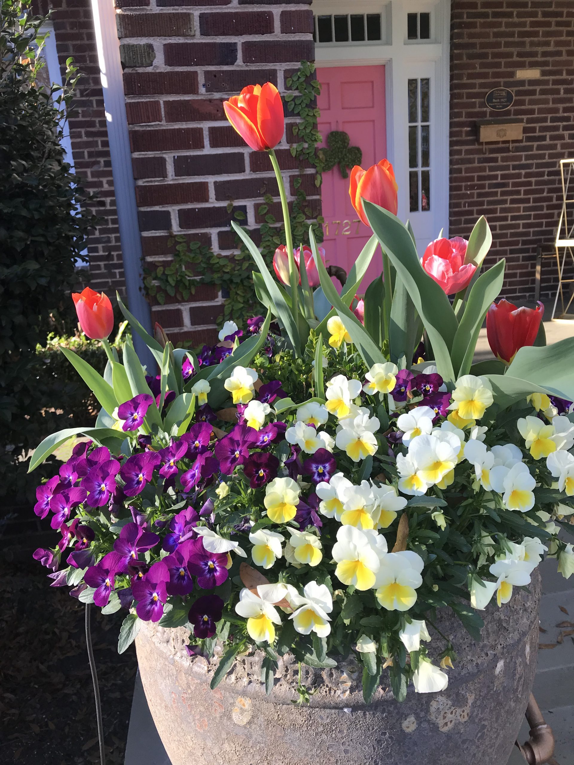Tulips under Pansies, try it!