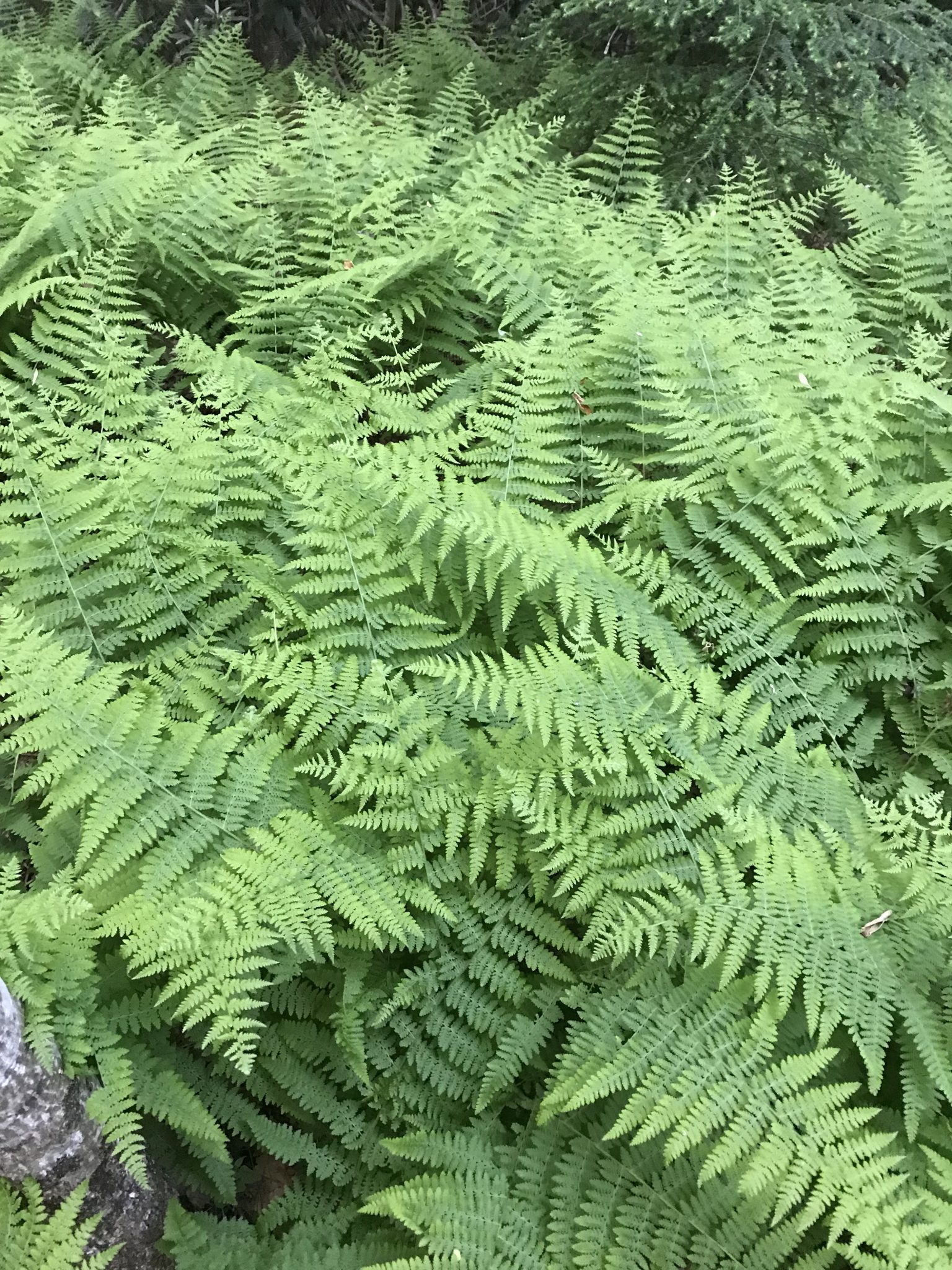 Transplanting Mountain Ferns – Path To Warren