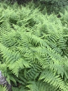 Transplanting Mountain Ferns