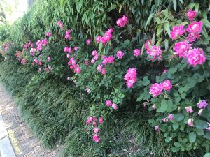 Trimming Knock Out Roses Properly