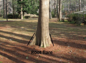 Root Flare