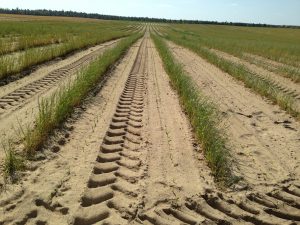 Tips for Growing Sweet Corn