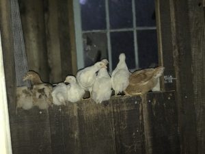 Maddie’s Baby Chickens