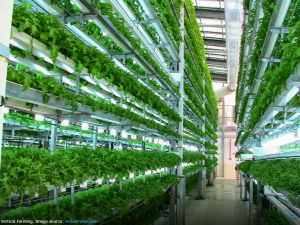 Vertical farming: A big leap towards sustainable farming