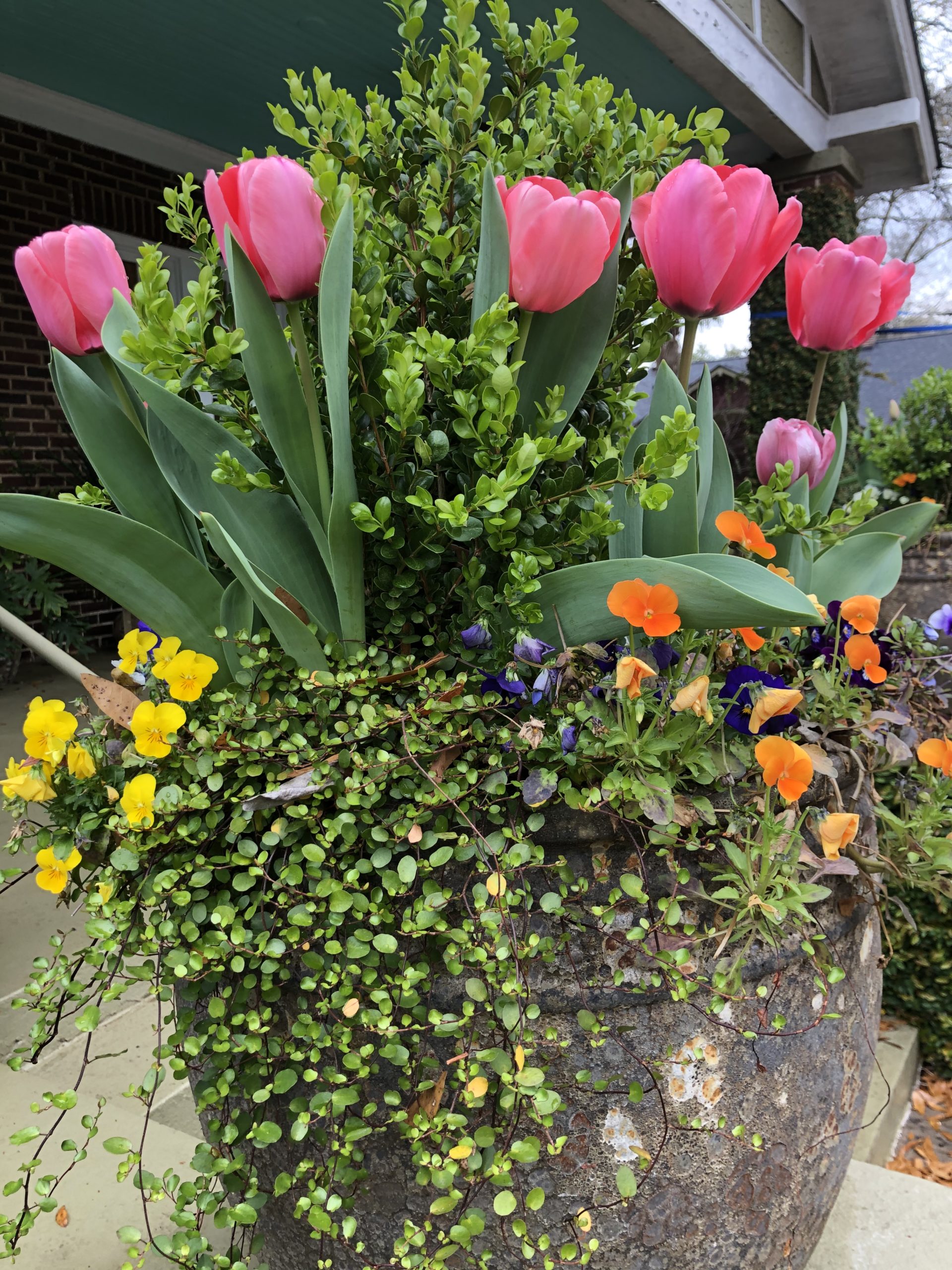 Tulips, Clematis & New Growth Everywhere, Spring 2021 in the Garden