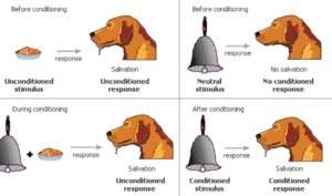 Pavlov’s Dog & Classic Conditioning