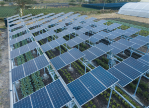 Agrivoltaic solar farms offer “shocking” benefits beyond producing energy