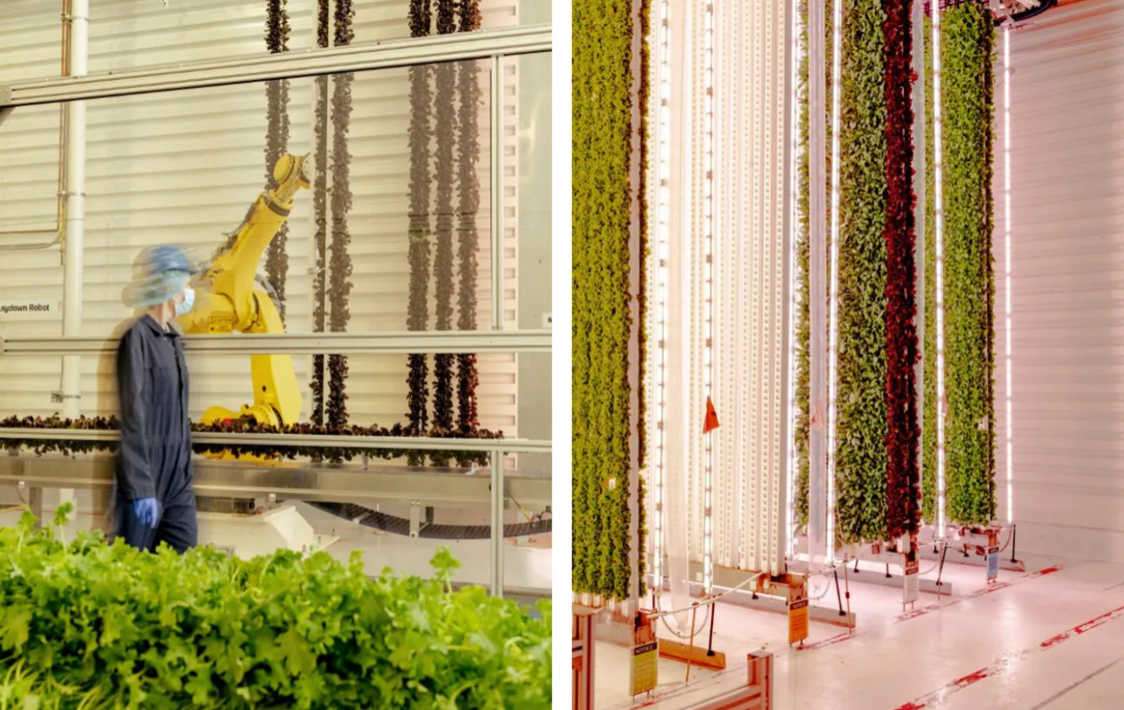 Are indoor vertical farms really ‘future-proofing agriculture’?