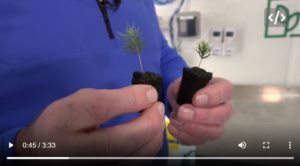 Two Colorado companies are collaborating in innovative reforestation techniques