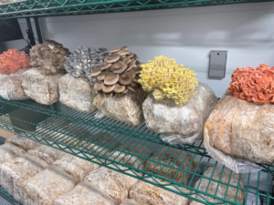 From shipping container to table: Adapt brings urban mushroom farms to US